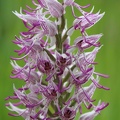 Hybride Helm-Knabenkraut (Orchis militaris) x Affen-Knabenkraut (Orchis simia)